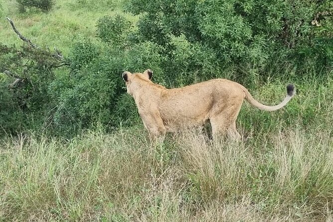 Game Drive Experience in Kruger National Park - Tips for Your Game Drive