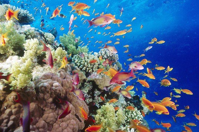 Giftun Island Snorkeling Day Trip From El Gouna - Guided Snorkeling Experience