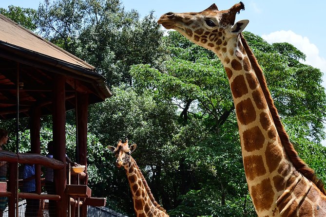 Giraffe Center, Elephant Orphanage, Bomas of Kenya & Carnivore Dinner Tour - Dining at Carnivore Restaurant