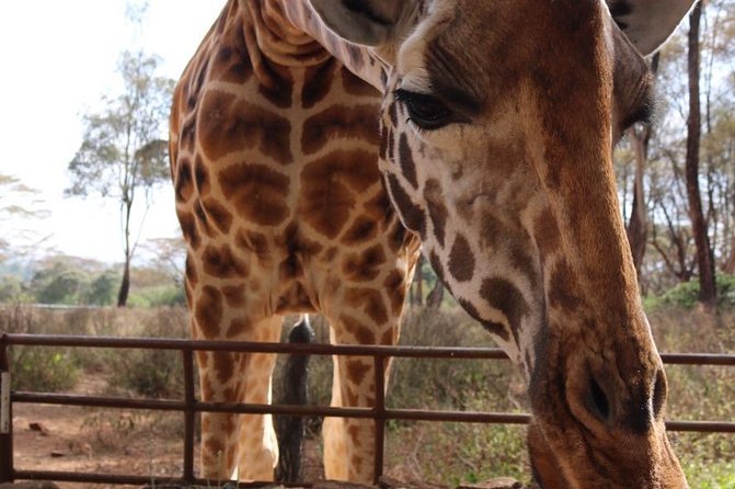 Giraffe Center Half-Day Guided Tour From Nairobi - Tour Overview
