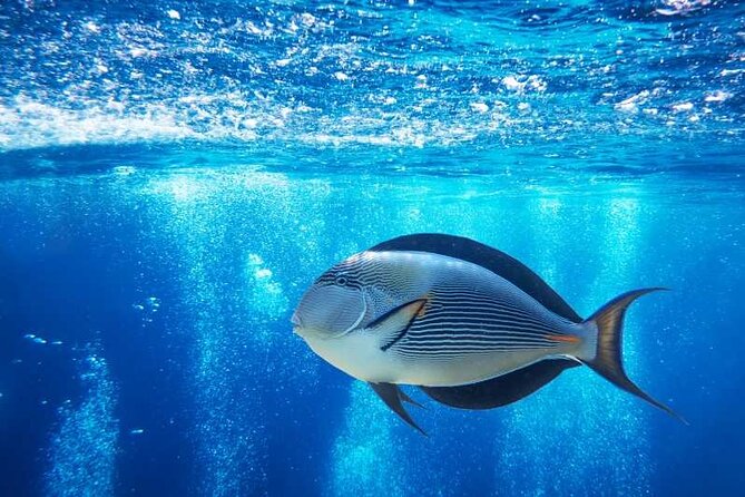 Glass Bottom Boat in Sharm El Sheikh - Meeting and Pickup Details