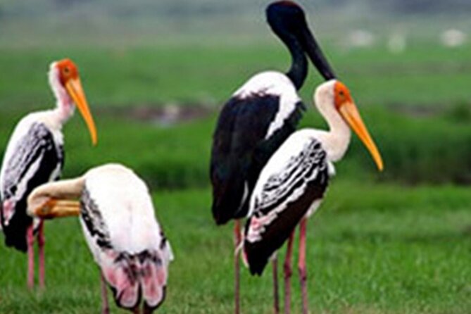 Golden Triangle Tour With Chambal Safari - Frequently Asked Questions