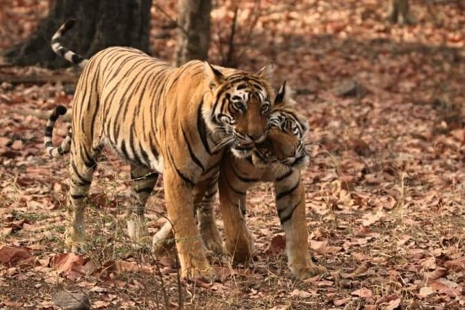 Golden Triangle Tour With Overnight at Rajasthani Village - Frequently Asked Questions