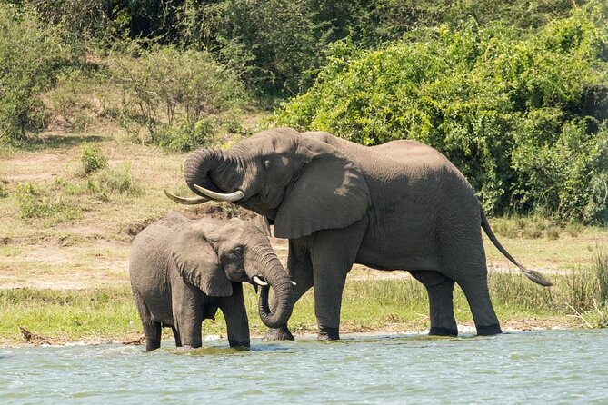 Gorillas, Chimpanzees and Wildlife Private Tour in 12 Days - Cancellation Policy