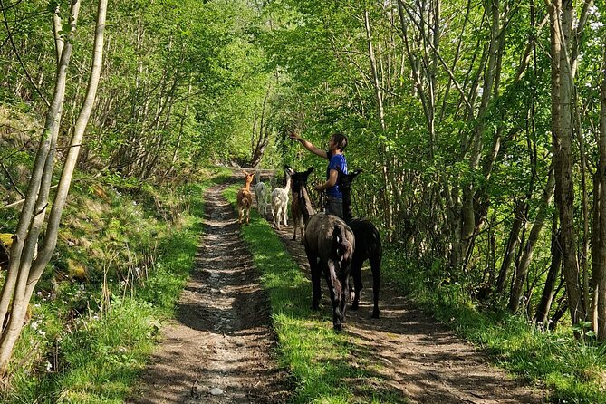 Guided Hiking Tour on the Lands of Steim Farm in Vik, Norway - Review Details