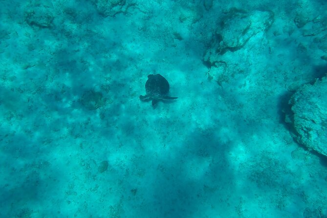 Guided Snorkeling - Agia Napa Sea Caves + Konnos Beach (No Boat) - Additional Information