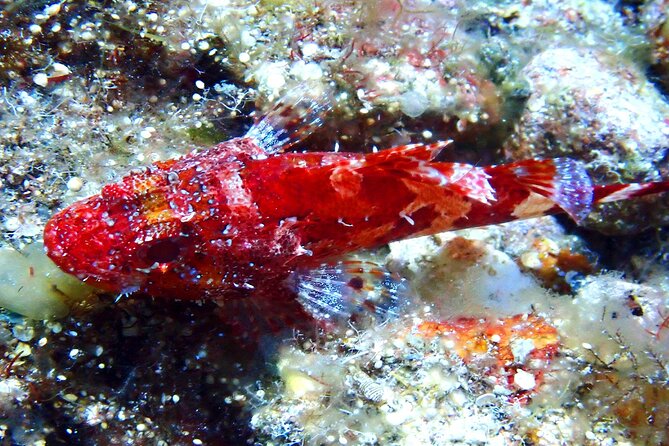 Guided Snorkeling Trips Kos Island - Expectations and Accessibility