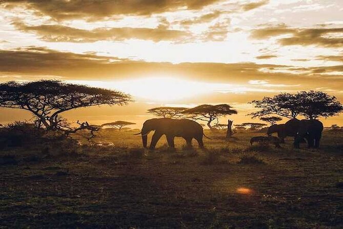 Guided Tour Masai Mara Kenya - Timing and Operations