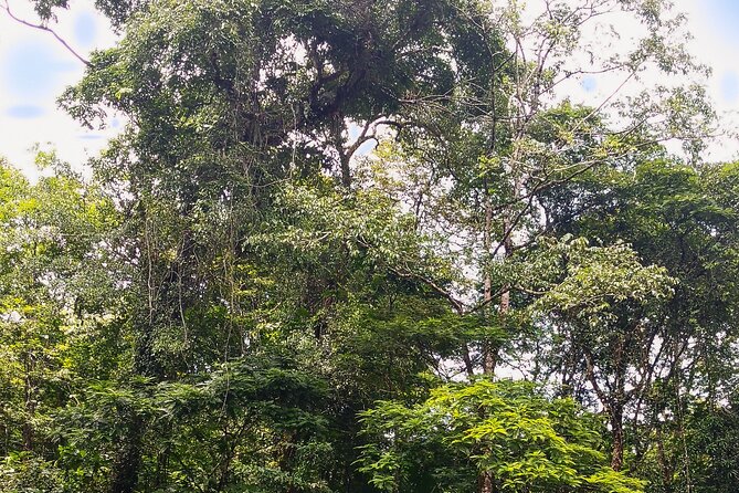 Half-Day / Canoe and Hike in to Tortuguero National Park - What to Expect