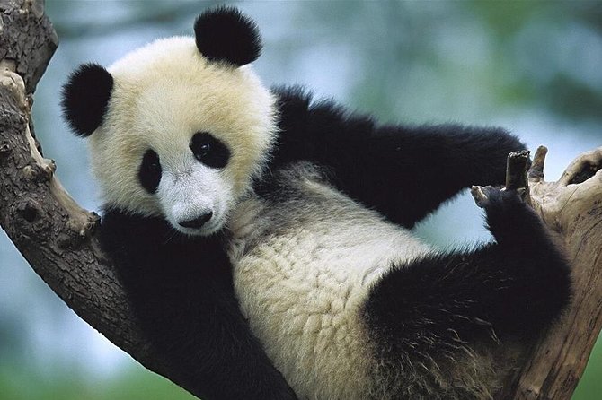 Half Day Chengdu Private Panda Tour - Frequently Asked Questions