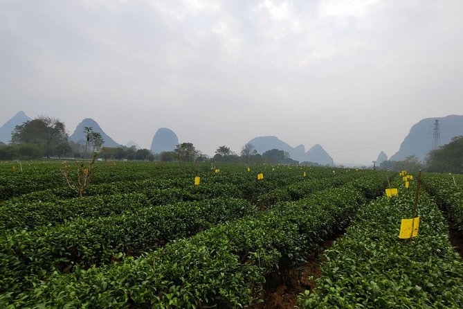 Half-Day Guilin City Tour: Elephant Hill Park and Tea Plantation - Meeting and Pickup
