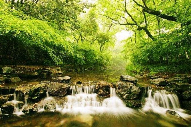 Half-Day Hangzhou Nature Explore With Green Tea Village and Yunxi Bamboo Forest - Yunxi Bamboo Forest Exploration