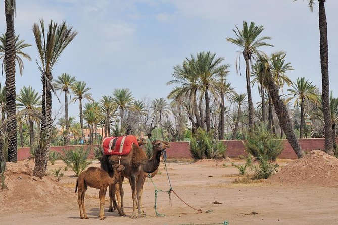 Half Day Marrakech Camel Safari - Booking Information