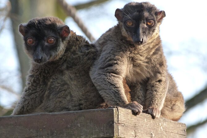 Half Day Mayotte Discovery Day Trip - Meeting and Pickup Information