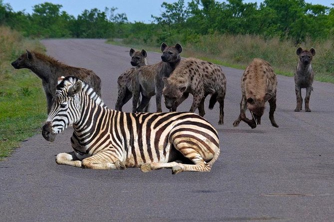 Half Day Nairobi National Park Tour From Nairobi - Booking Process
