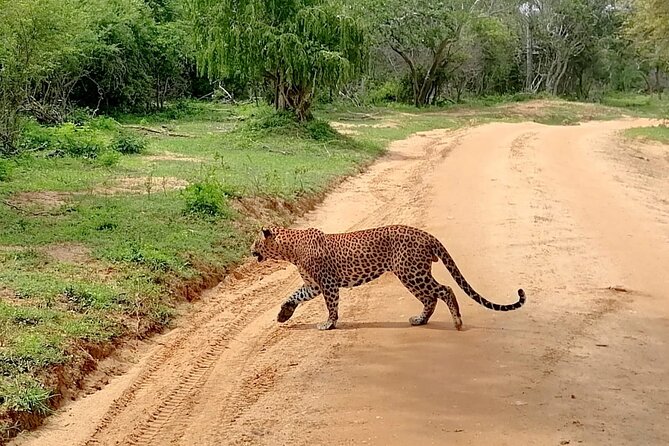 Half-Day Private Safari Tour in Yala National Park - Additional Tips and Suggestions