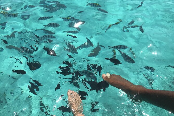 Half-day Snorkeling at Mnemba Coral Gardens - Booking and Reservation Details
