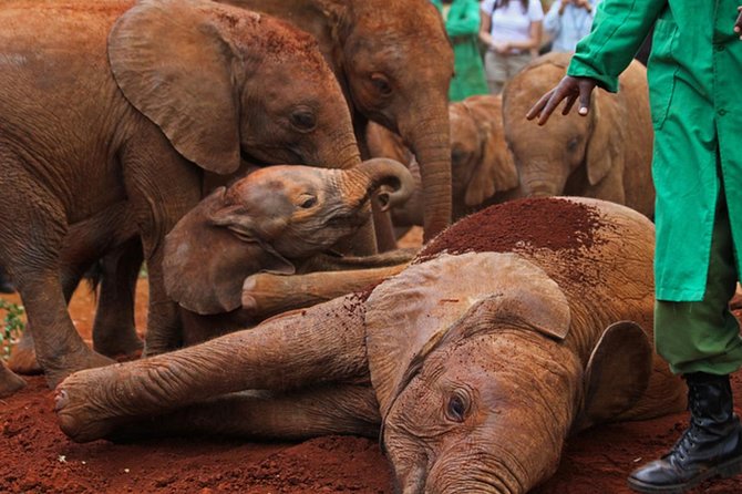 Half Day Tours/Nairobi NATIONAL Park/Elephant & GIRAFFE CENTRE - The Sum Up