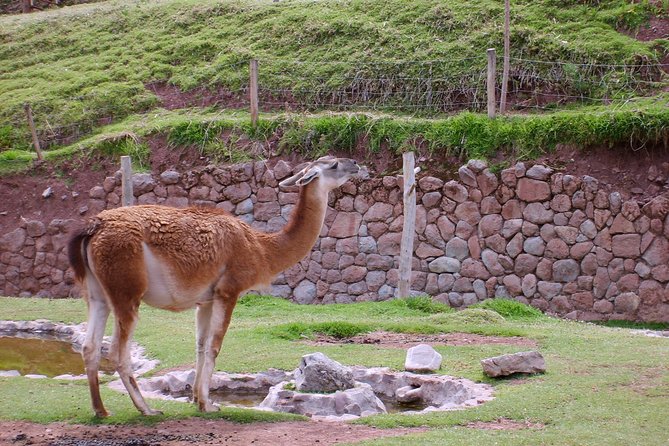 Historical Cusco City Tour With Lunch - Pricing Information