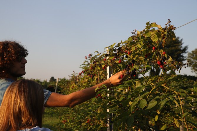 Horse Carriage Tour and Wine Tasting in Lazise - Maximum Travelers and Cancellation Policy