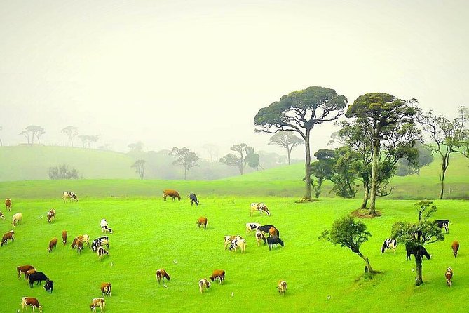 Horton Plains National Park Tour From Nuwara Eliya With Holiday Walkers Srilanka - Safety, Health, and Weather Considerations