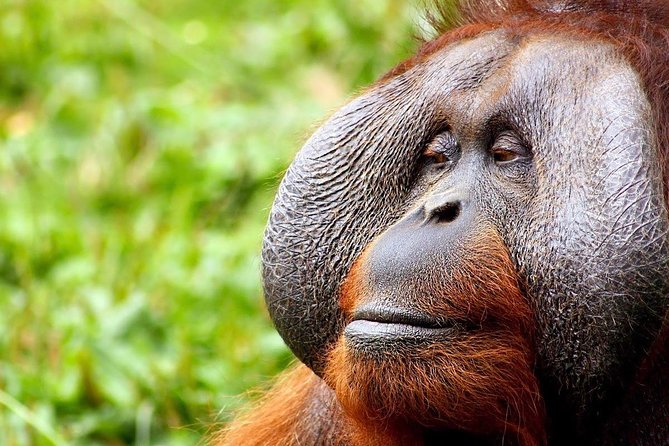 Ipoh Heritage Tour From Kuala Lumpur - Included Services