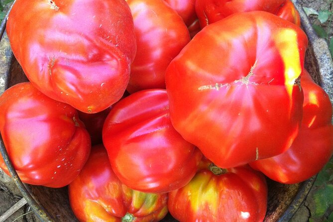 Italian Cooking Lesson and Lunch in an Abruzzo Farmhouse - Affordable Pricing and Booking Options