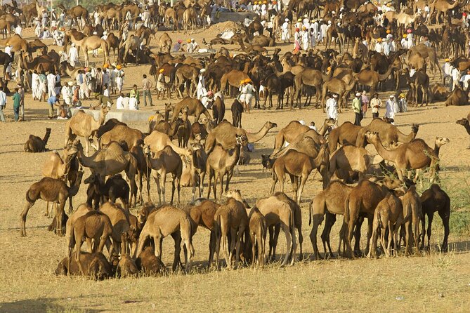 Jaipur Drop With Private Tour of Pushkar From Jodhpur - Inclusions and Exclusions
