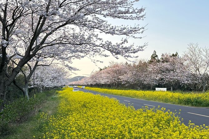 Jeju King Cherry Blossom Natural Habitat Small Group Tour