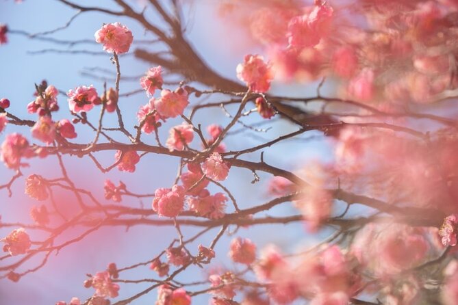 Jeonju Hanok Village and Plum Blossom Festival Shared Tour - Meeting Points