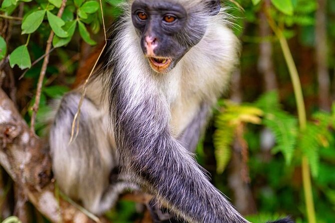 Jozani Forest Tour; Mnemba Island Snorkeling; Baraka Aquarium; Kendwa Beach - Booking Process