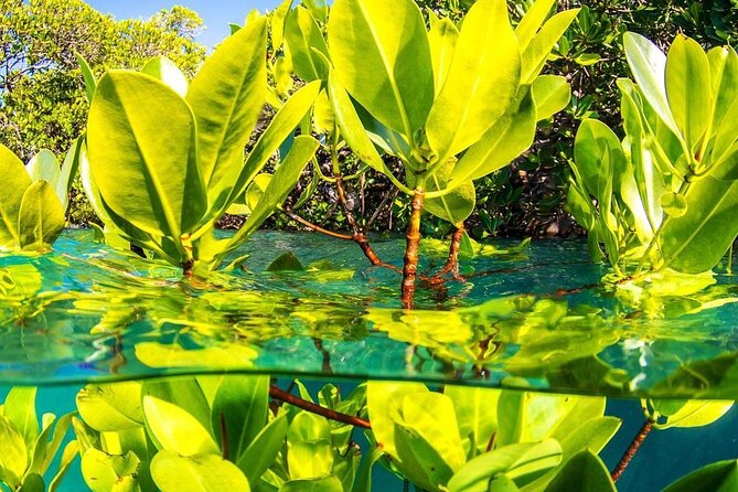Jozani Forest Tour, Stone Town, Secret Garden, Prison Island, Emerson Restaurant - Booking Information and Tips