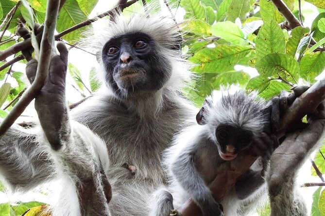 Jozani Forest Tour; The Island Pongwe Restaurant; Baraka Aquarium; Kendwa Beach - Booking Details