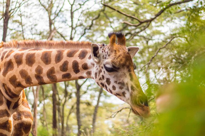 Karen Blixen, Giraffe Center, Beads Center and Bomas of Kenya - Optional Activities