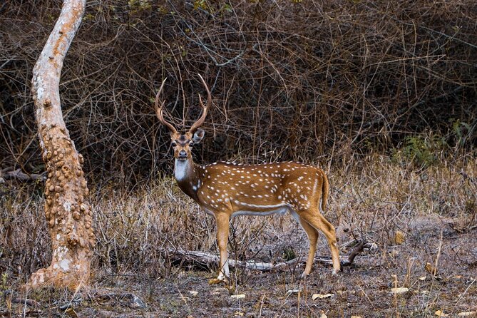 Karnala Bird Sanctuary Excursion From Mumbai With Brunch - Frequently Asked Questions