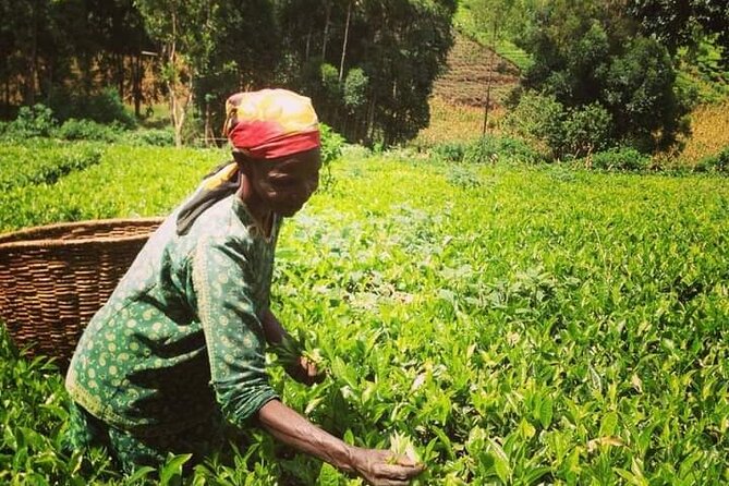 Kiambethu Tea Farm Private Guided Class With Lunch in Nairobi - Pickup Logistics