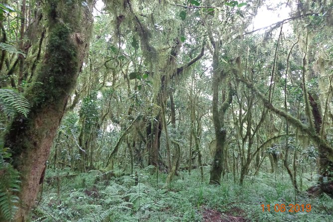 Kilimanjaro Day Hike - Booking and Cancellation Policies