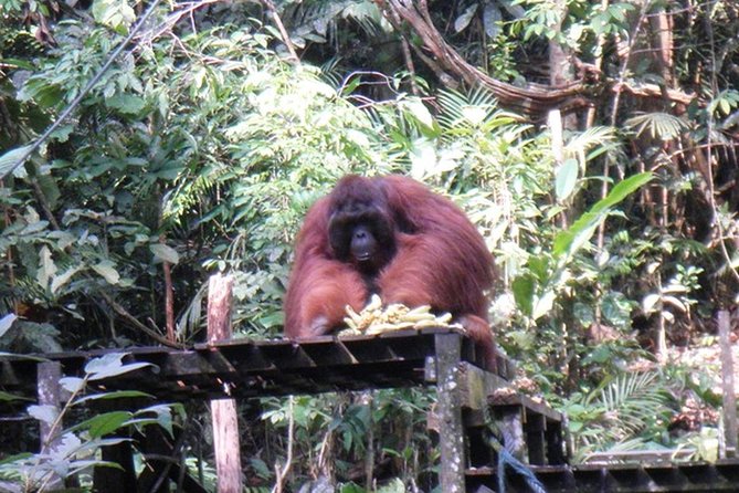 Kuching City Tour & Semenggoh Wildlife - What To Expect on the Tour