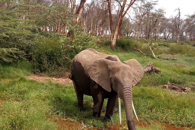 Lake Manyara, Serengeti and Ngoro Ngoro 4 Days Group Joining Tour - Booking Process
