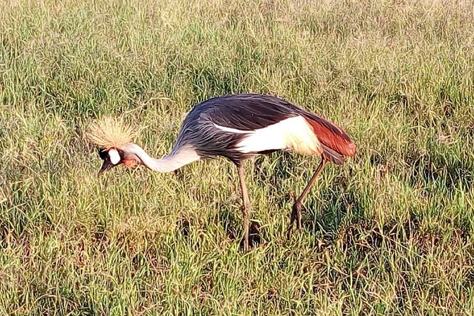 Lake Naivasha With Crescent Island 2-Day Safari From Nairobi - Pricing Information