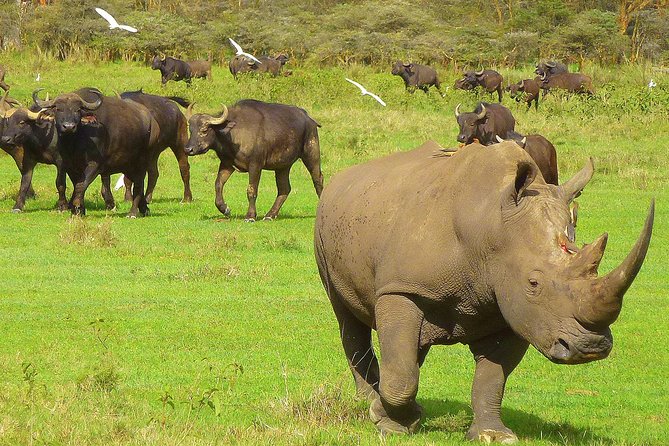 Lake Nakuru National Park Day Tour From Nairobi Kenya - Booking Details
