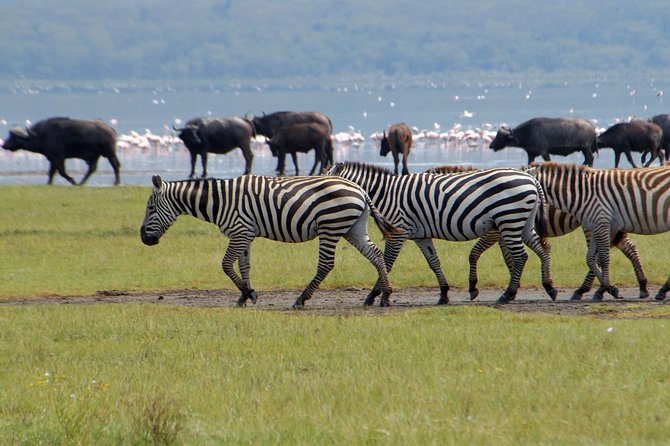 Lake Nakuru National Park:Day Trip From Nairobi - Booking Details