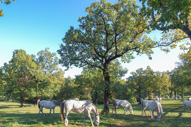 Lipica Stud Farm Tour (Up to 8 Persons) - The Sum Up