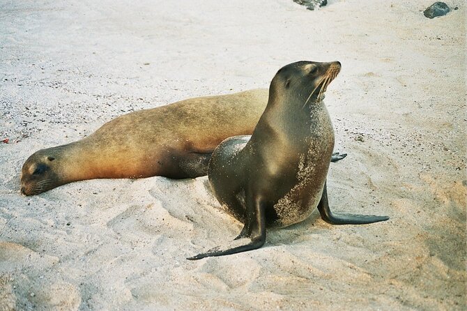 Lobos Island and Ochoa Beach Day Tour: Snorkeling & Wildlife - What to Expect