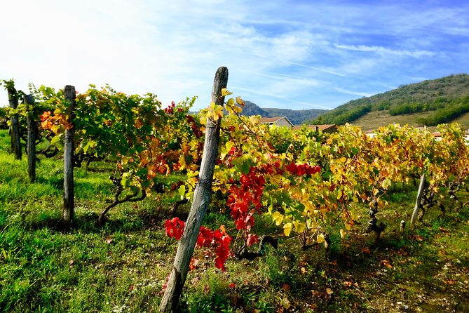 Loire Valley Wine Half Day Tour in Vouvray - Winery Visits