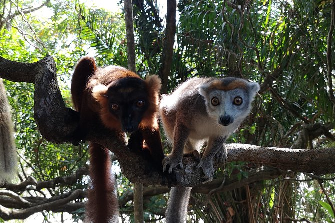 Lokobe Natural Reserve Day Trip - Cancellation Policy