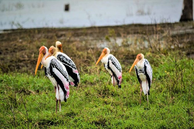 Lunugamvehera National Park Private With Naturalist (12 Hrs) - Expectations and Requirements
