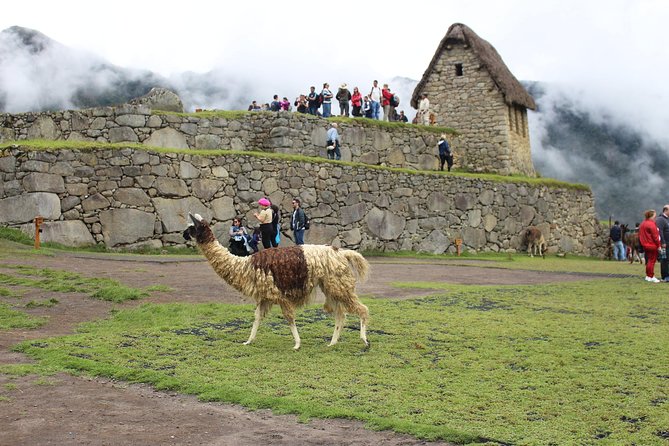 Machupicchu Day Tour Guided From Cusco - Good To Know