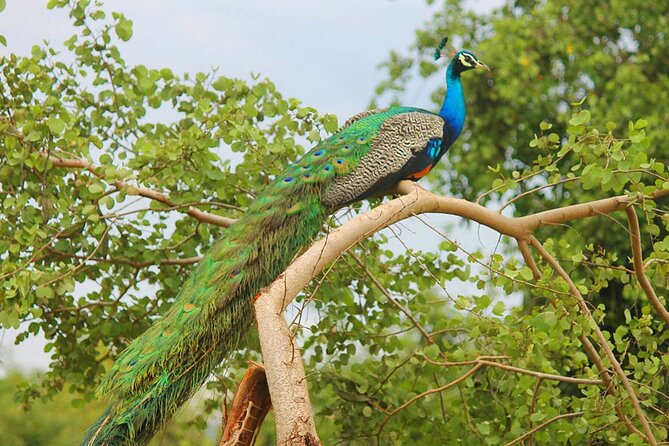 Mahiyanganaya and Remote Village Tour - Additional Information