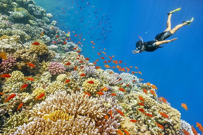 Makadi Bay: Panorama Submarine With Snorkeling & Transfer